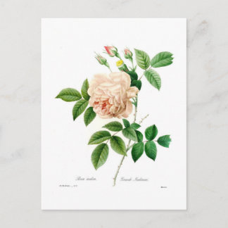 Rosa indica postcard