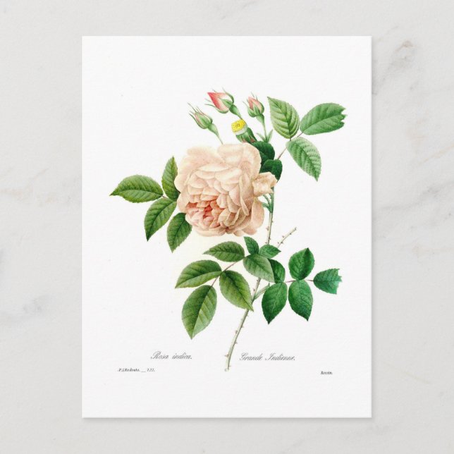 Rosa indica postcard (Front)