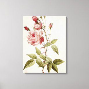 Rosa Indica Vulgaris, from 'Les Roses' Canvas Print