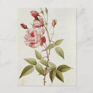 Rosa Indica Vulgaris, from 'Les Roses' Postcard