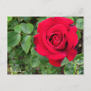 Rosa Ingrid Bergman Postcard