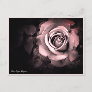 Rosa Ingrid Bergman:Postcard Postcard