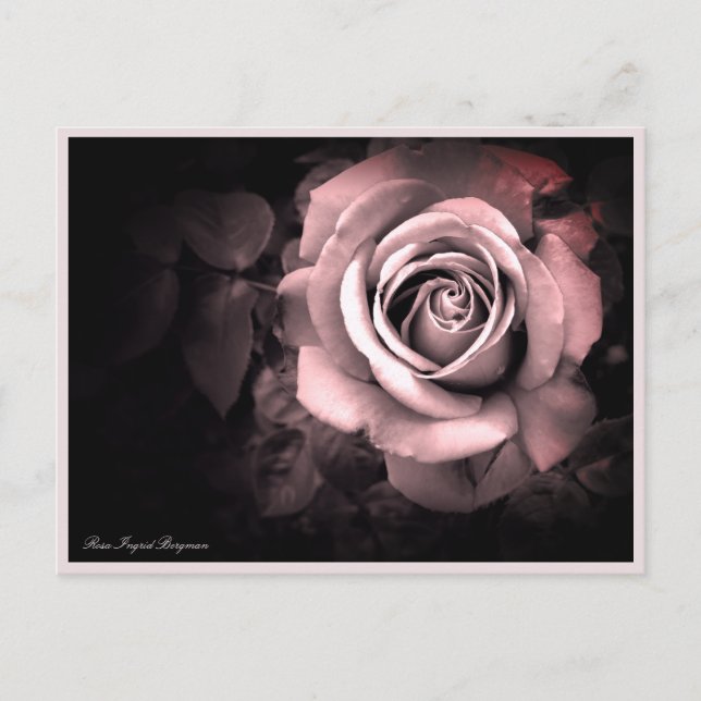 Rosa Ingrid Bergman：Postcard Postcard (Front)