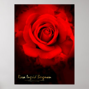 Rosa Ingrid Bergman:Poster Poster