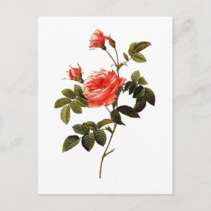 Rosa intermis postcard