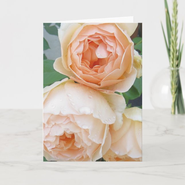 Rosa 'Jude the Obscure' blank card (Front)