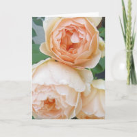 Rosa 'Jude the Obscure' blank card