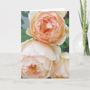 Rosa 'Jude the Obscure' blank card