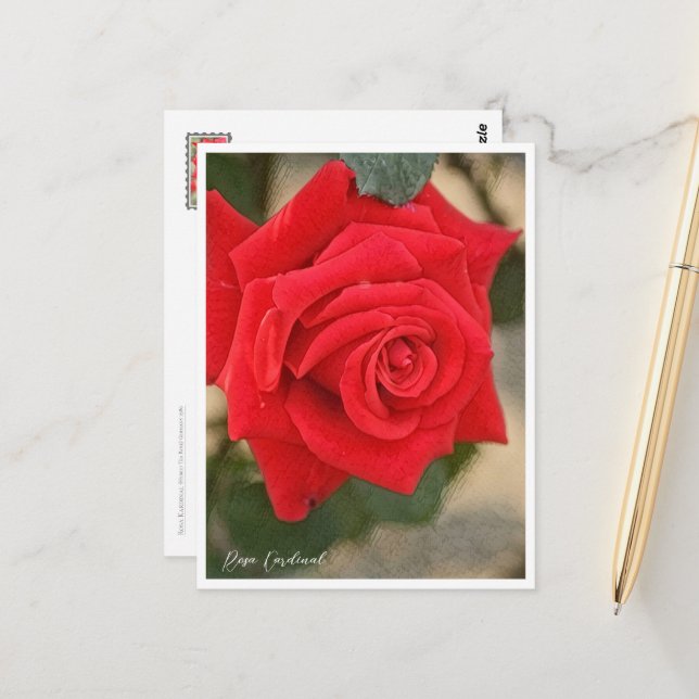 Rosa Kardinal Postcard (Front/Back In Situ)