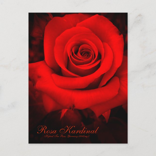 Rosa Kardinal [Postcard] Postcard (Front)