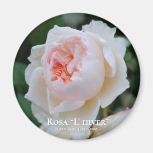 Rosa “L' hiver” Magnet