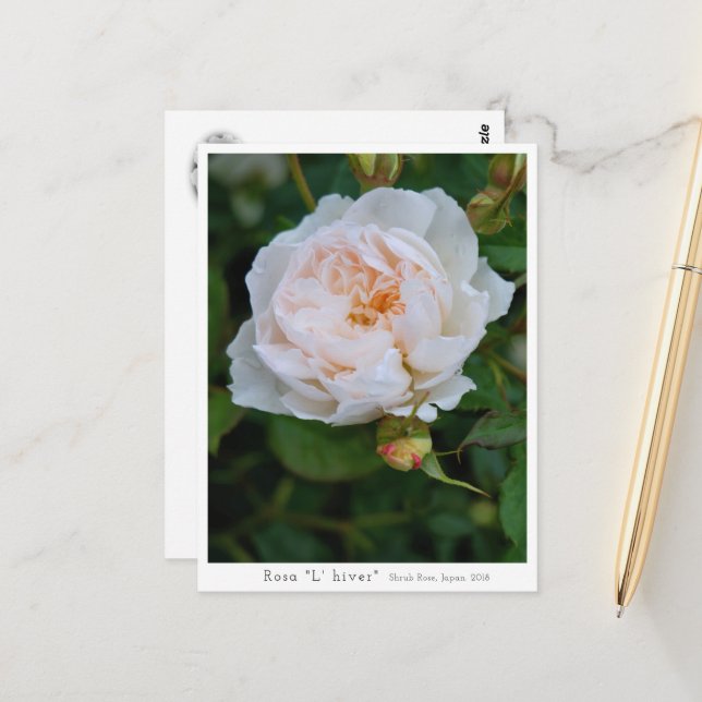 Rosa “L' hiver” Postcard (Front/Back In Situ)