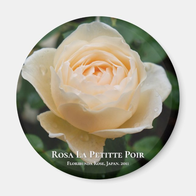 Rosa La Petitte Poir Magnet (Front)