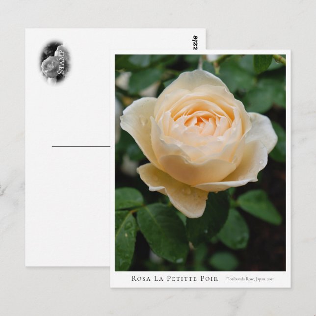Rosa La Petitte Poir Postcard (Front/Back)