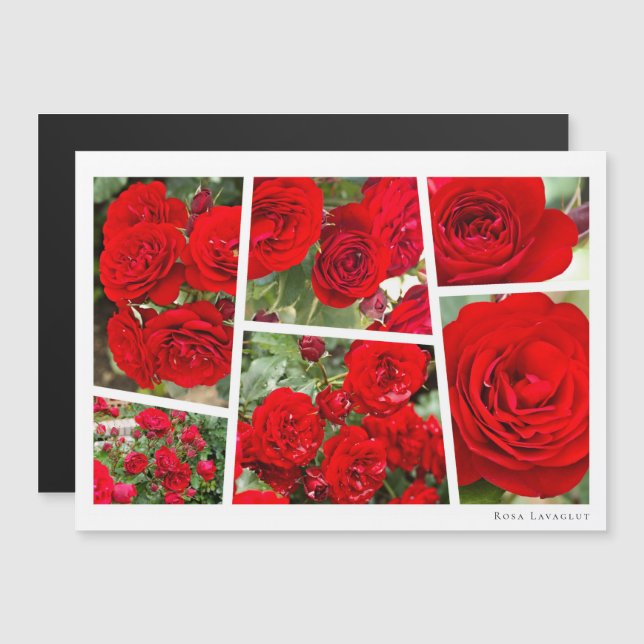 Rosa Lavaglut (Front/Back)