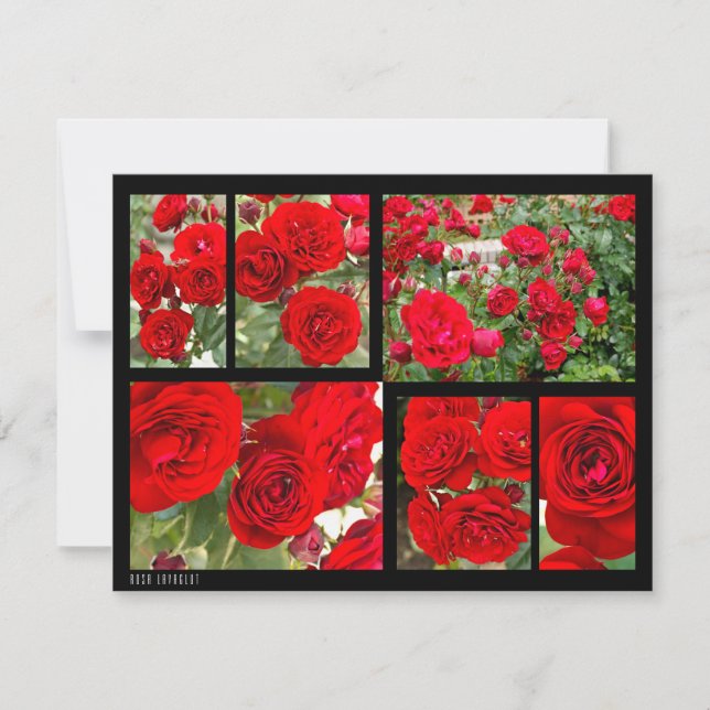 Rosa Lavaglut (Front)