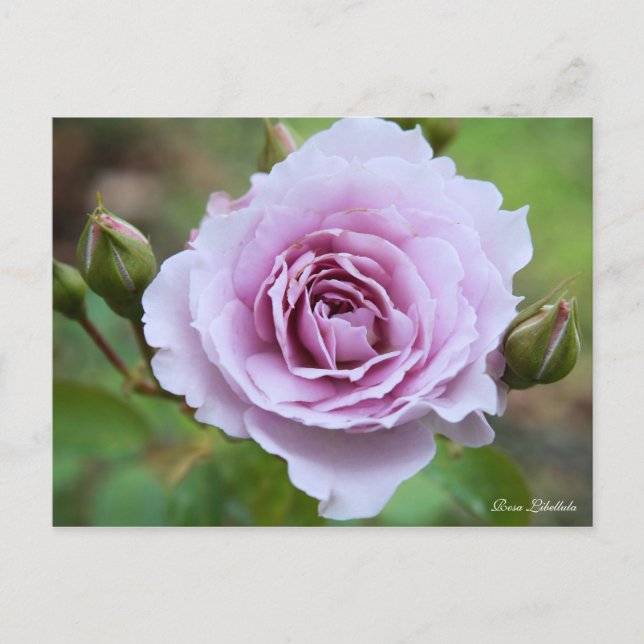 Rosa Libellula [Postcard] Postcard (Front)