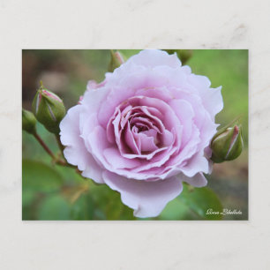 Rosa Librella [Postcard] Postcard