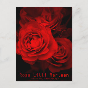 Rosa Lilli Marleen:Postcard Postcard