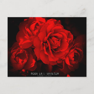 Rosa Lilli Marleen:Postcard Postcard