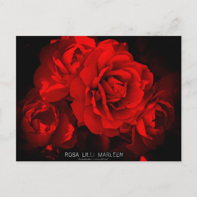 Rosa Lilli Marleen：Postcard Postcard (Front)