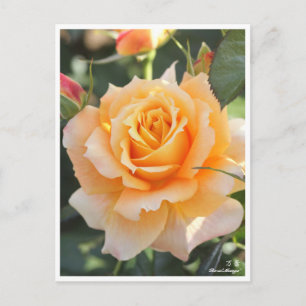Rosa‘Manyo’(万葉) Postcard