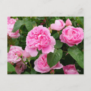 Rosa Mary Rose [Postcard] Postcard