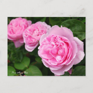 Rosa Mary Rose [Postcard] Postcard