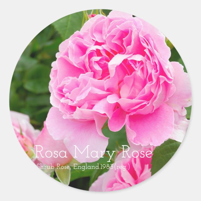 Rosa Mary Rose [Round Seal] Classic Round Sticker (Front)