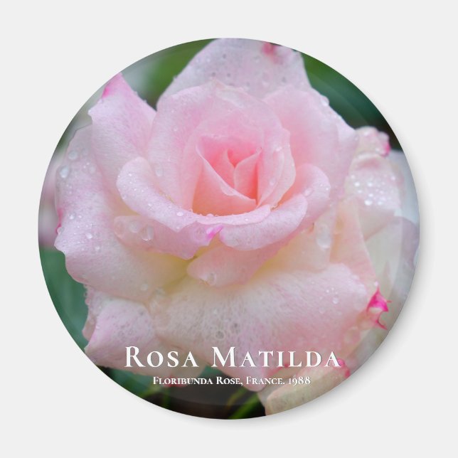Rosa Matilda Magnet (Front)