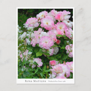Rosa Matilda Postcard