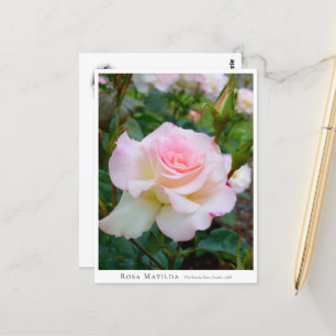 Rosa Matilda Postcard