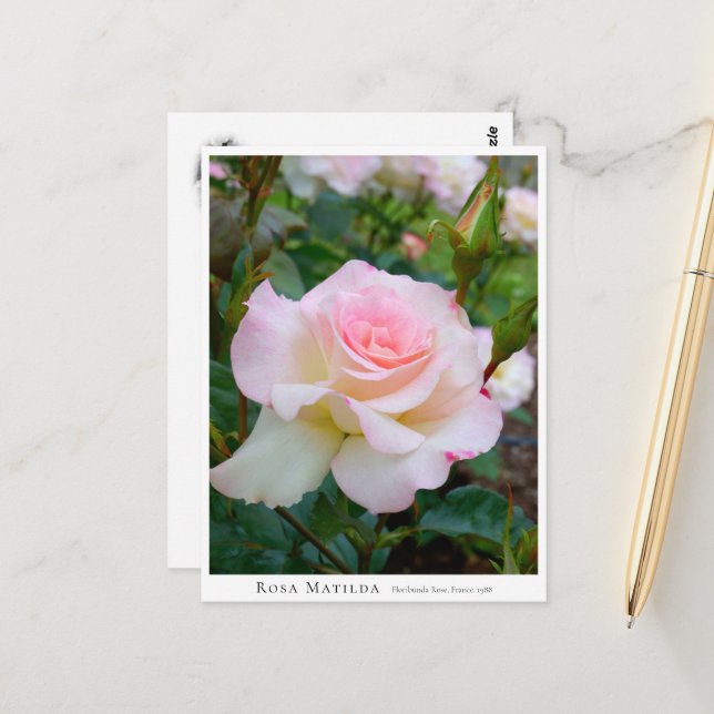 Rosa Matilda Postcard (Front/Back In Situ)