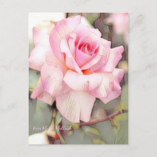 Rosa Michel Meilland [Postcard] Postcard