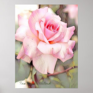 Rosa Michele Meilland [Value Poster Paper]
