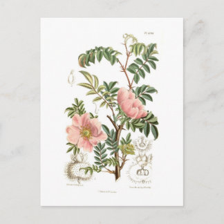 Rosa microphylla postcard