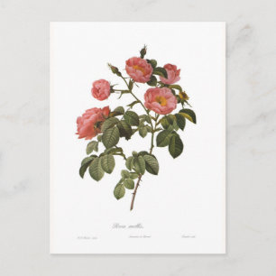 Rosa mollis postcard