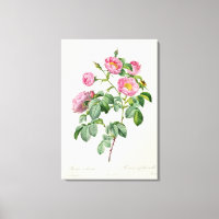 Rosa Mollissima, from 'Les Roses'