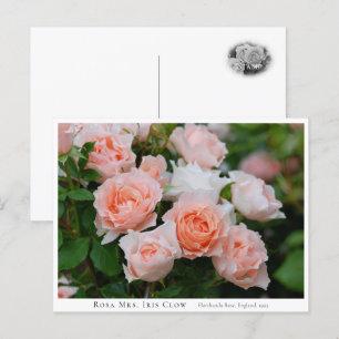 Rosa Mrs. Iris Clow Postcard