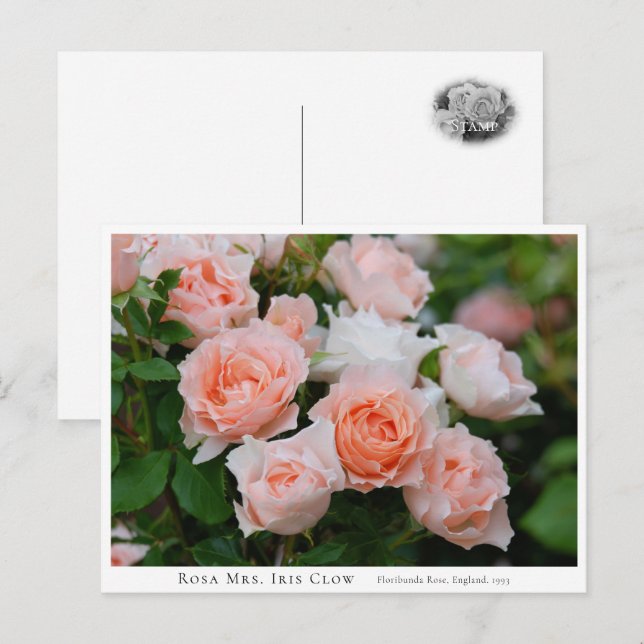 Rosa Mrs. Iris Clow Postcard (Front/Back)