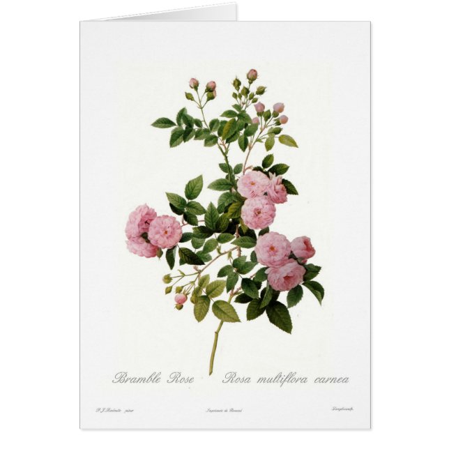 Rosa multiflora carnea(Bramble Rose) (Front)