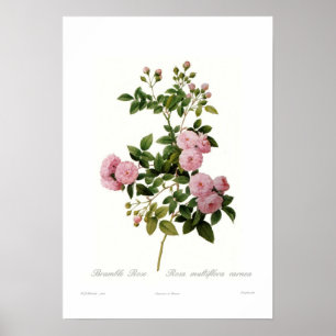 Rosa multiflora carnea(Bramble Rose) Poster
