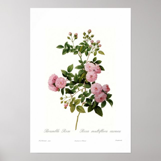 Rosa multiflora carnea(Bramble Rose) Poster (Front)