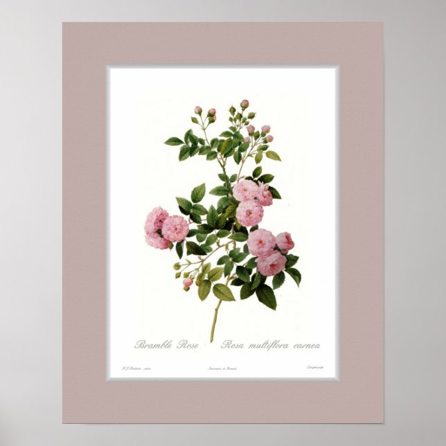 Rosa multiflora,Custom border Poster (Front)