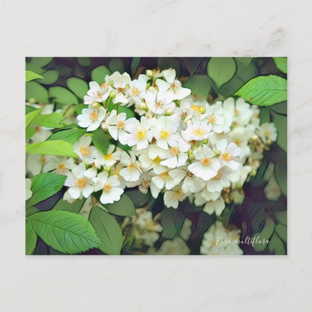 Rosa multiflora [Postcard] Postcard (Front)