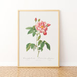 Rosa Mundi Vintage Floral Pink French Rose Poster<br><div class="desc">Rosa Mundi,  French Rosebush with Varigated Flowers (Rosa gallica versicolor) from Les Roses (1817–1824) by Pierre-Joseph Redouté</div>