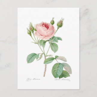 Rosa muscosa postcard