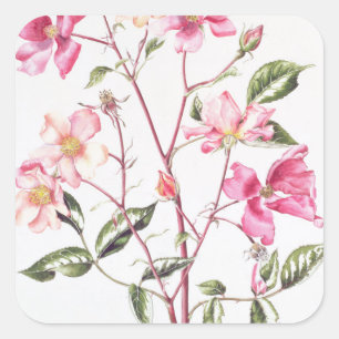 Rosa 'Mutabilis' 1996 Square Sticker