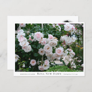 Rosa New Dawn Postcard