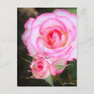 Rosa Nicole:Postcard Postcard